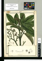 Brunellia inermis / Galvez. Original drawing from Ruiz & Pavón's Expedition (1777-1816)
