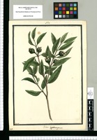 Psidium rypdocarpum / Brunete. Original drawing from Ruiz & Pavón's Expedition (1777-1816)