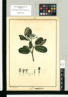 Capparis ovalifolia / José Gabriel Rivera del. Original drawing from Ruiz & Pavón's Expedition (1777-1816)
