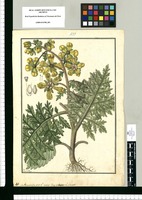 Loasa bipinnatifida: F.P.L. urens Jacq. et Lamarck / Fran[cis]co Pulgar. Original drawing from Ruiz & Pavón's Expedition (1777-1816)
