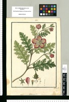 Loasa punicea / Galvez dt. Original drawing from Ruiz & Pavón's Expedition (1777-1816)
