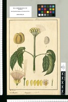 Caryocar amygdaliferum / Jose Rivera del. Original drawing from Ruiz & Pavón's Expedition (1777-1816)