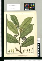 Guatteria microcarpa / Is[idro] Galvez del. Original drawing from Ruiz & Pavón's Expedition (1777-1816)