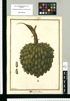 Annona parviflora / Ysidro Galvez. Original drawing from Ruiz & Pavón's Expedition (1777-1816)