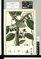 Mendozia [sic] aspera / Galvez. Original drawing from Ruiz & Pavón's Expedition (1777-1816)