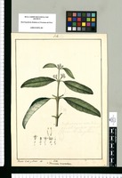 Avicennia tomentosa; Alvarezia disticha / Xavier Cortés y Alcocer del. Original drawing from Ruiz & Pavón's Expedition (1777-1816)