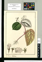 Gesneria violacea / Jose Rivera del. Original drawing from Ruiz & Pavón's Expedition (1777-1816)