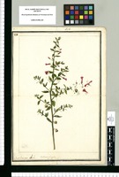 Dodartia fragilis / Josef Brunete delin. Original drawing from Ruiz & Pavón's Expedition (1777-1816)
