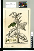 Besleria reptans / Fran[cis]co Pulgar. Original drawing from Ruiz & Pavón's Expedition (1777-1816)