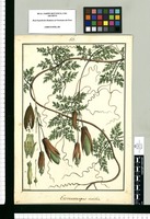 Eccremocarpus viridis / Brunete. Original drawing from Ruiz & Pavón's Expedition (1777-1816)