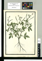 Cleome aculeata / Brunete. Original drawing from Ruiz & Pavón's Expedition (1777-1816)