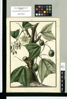Passiflora vespertilio / Galvez. Original drawing from Ruiz & Pavón's Expedition (1777-1816)