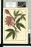 Passiflora magniflora: V[ulgo] Purupuru / Fran[cis]co Pulgar. Original drawing from Ruiz & Pavón's Expedition (1777-1816)