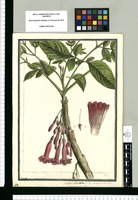 Bignonia clavata: Fl. Per. Jacaranda jussieu / Brunete. Original drawing from Ruiz & Pavón's Expedition (1777-1816)