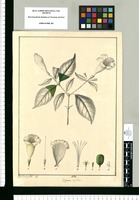 Bignonia triflora / Xav.r Cort. y Alc.r del. Original drawing from Ruiz & Pavón's Expedition (1777-1816)