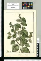 Waltheria ovata cavanill.; Waltheria incana / Fran[cis]co Pulgar. Original drawing from Ruiz & Pavón's Expedition (1777-1816)