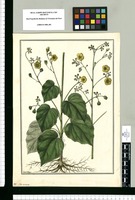 Sida incana / Fran[cis]co Pulgar. Original drawing from Ruiz & Pavón's Expedition (1777-1816)