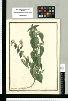 Malva scoparia: F.P. / Ysidro Galvez. Original drawing from Ruiz & Pavón's Expedition (1777-1816)