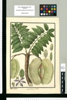 Cavanillesia pinnata / Ysidro de Galvez. Original drawing from Ruiz & Pavón's Expedition (1777-1816)