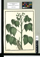Erythrina corallodendron. L. / Ysidro Galvez. Original drawing from Ruiz & Pavón's Expedition (1777-1816)