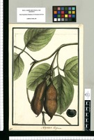 Negretia elliptica / Brunete. Original drawing from Ruiz & Pavón's Expedition (1777-1816)