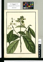 Polygala [rhombea]/ Galvez. Original drawing from Ruiz & Pavón's Expedition (1777-1816)