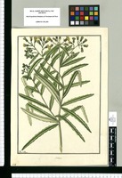 Senecio / Fran[cis]co Pulgar. Original drawing from Ruiz & Pavón's Expedition (1777-1816)