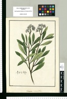 Tessaria integrifolia / Brunete. Original drawing from Ruiz & Pavón's Expedition (1777-1816)