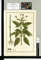Bidens [verticillata] / Fran[cis]co Pulgar. Original drawing from Ruiz & Pavón's Expedition (1777-1816)