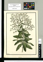 Eupatorium [canescens] / Galvez. Original drawing from Ruiz & Pavón's Expedition (1777-1816)