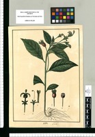 Lobelia. Original drawing from Ruiz & Pavón's Expedition (1777-1816)