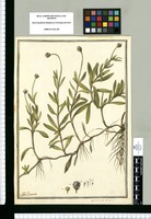 Spilanthus [sic] urens L. / J[ose]ph Brunete. Original drawing from Ruiz & Pavón's Expedition (1777-1816)