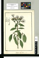 Bacasia corymbosa: S.P. aeg. / Brunete. Original drawing from Ruiz & Pavón's Expedition (1777-1816)