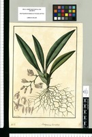 Rodriguezia lanceolata / Fran[cis]co Pulgar. Original drawing from Ruiz & Pavón's Expedition (1777-1816)
