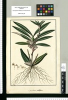 Maxillaria prolifera / Fran[cis]co Pulgar. Original drawing from Ruiz & Pavón's Expedition (1777-1816)