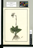 Satyrium purpureum / Fran[cis]co Pulgar. Original drawing from Ruiz & Pavón's Expedition (1777-1816)