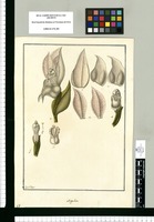 Anguloa / Fran[cis]co Pulgar. Original drawing from Ruiz & Pavón's Expedition (1777-1816)