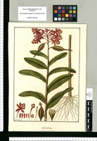 Epidendrum [corymbosum]/ Fran[cis]co Pulgar. Original drawing from Ruiz & Pavón's Expedition (1777-1816)
