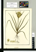 Sisyrinchium / Fran[cis]co Pulgar. Original drawing from Ruiz & Pavón's Expedition (1777-1816)