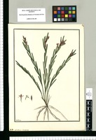 Limodorum lineare / Galvez. Original drawing from Ruiz & Pavón's Expedition (1777-1816)