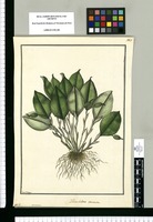 Humboldtia [sic] contorta / Fran[cis]co Pulgar. Original drawing from Ruiz & Pavón's Expedition (1777-1816)