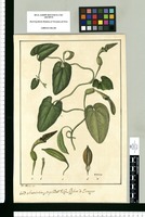 Aristolochia ¿Anguicida?: Vulgo Bejuco de Zaragoza / Jose Rivera del. Original drawing from Ruiz & Pavón's Expedition (1777-1816)