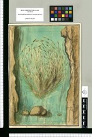 Zannichelia [sic] palustris / J[ose]ph Brunete. Original drawing from Ruiz & Pavón's Expedition (1777-1816)
