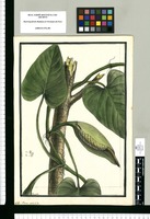 Arum volubile / Brunete. Original drawing from Ruiz & Pavón's Expedition (1777-1816)