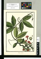 Anguria trifoliata / Galvez. Original drawing from Ruiz & Pavón's Expedition (1777-1816)