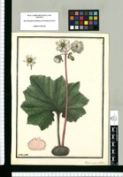 Begonia grandiflora / Ysidro Galvez. Original drawing from Ruiz & Pavón's Expedition (1777-1816)