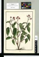 Begonia [coccinea] / Brunete. Original drawing from Ruiz & Pavón's Expedition (1777-1816)