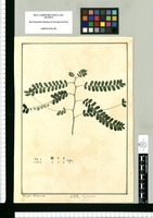 Phyllanthus / Jose Gab[riel] Rivera del. Original drawing from Ruiz & Pavón's Expedition (1777-1816)