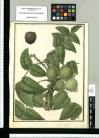 Juglans nigra L. / Ysidro Galvez. Original drawing from Ruiz & Pavón's Expedition (1777-1816)