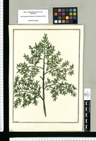 [Urtica] / Brunete. Original drawing from Ruiz & Pavón's Expedition (1777-1816)
